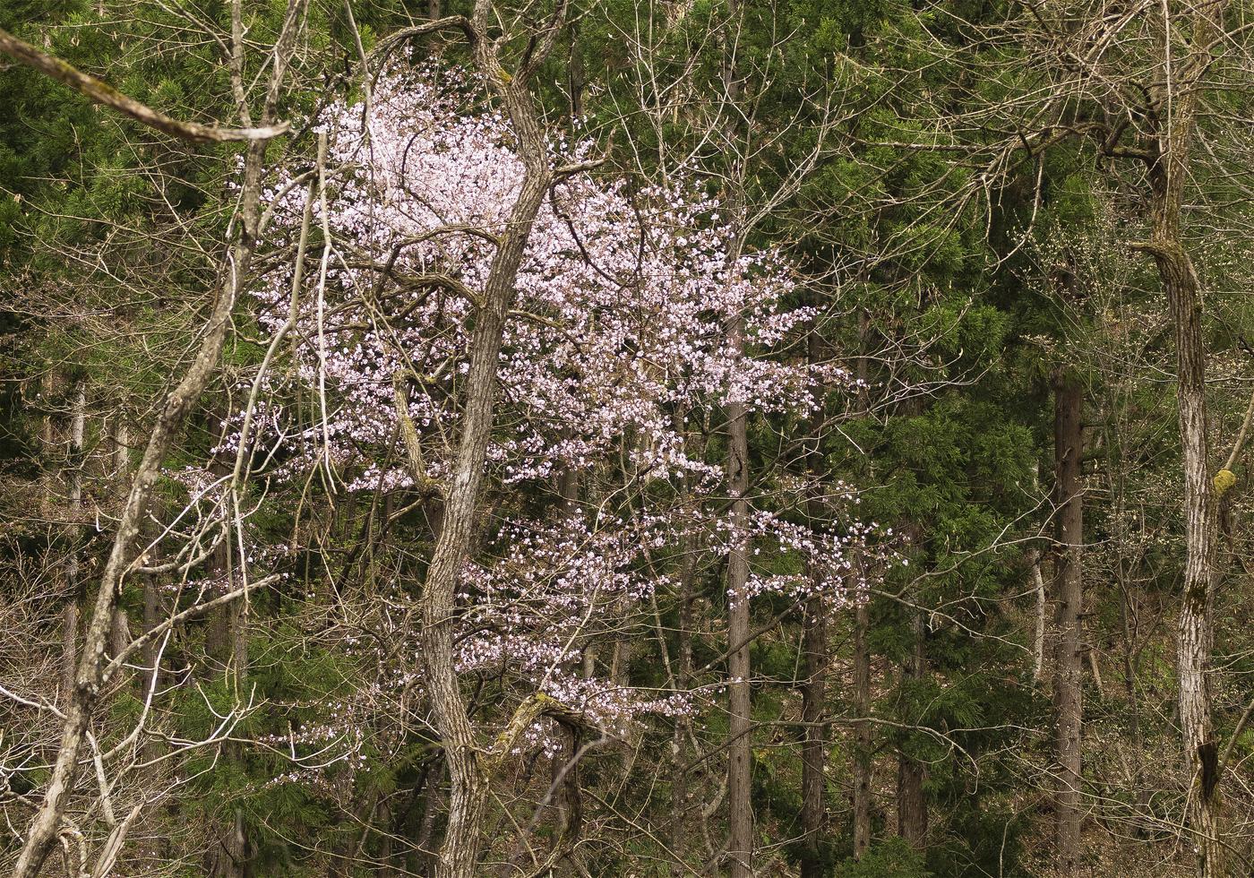Prunus sargentii(������ޥ�����)�β���