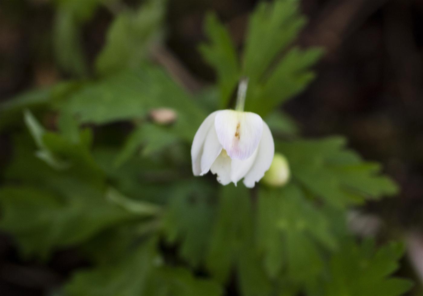 Anemone flaccida(�˥�󥽥�)�β���
