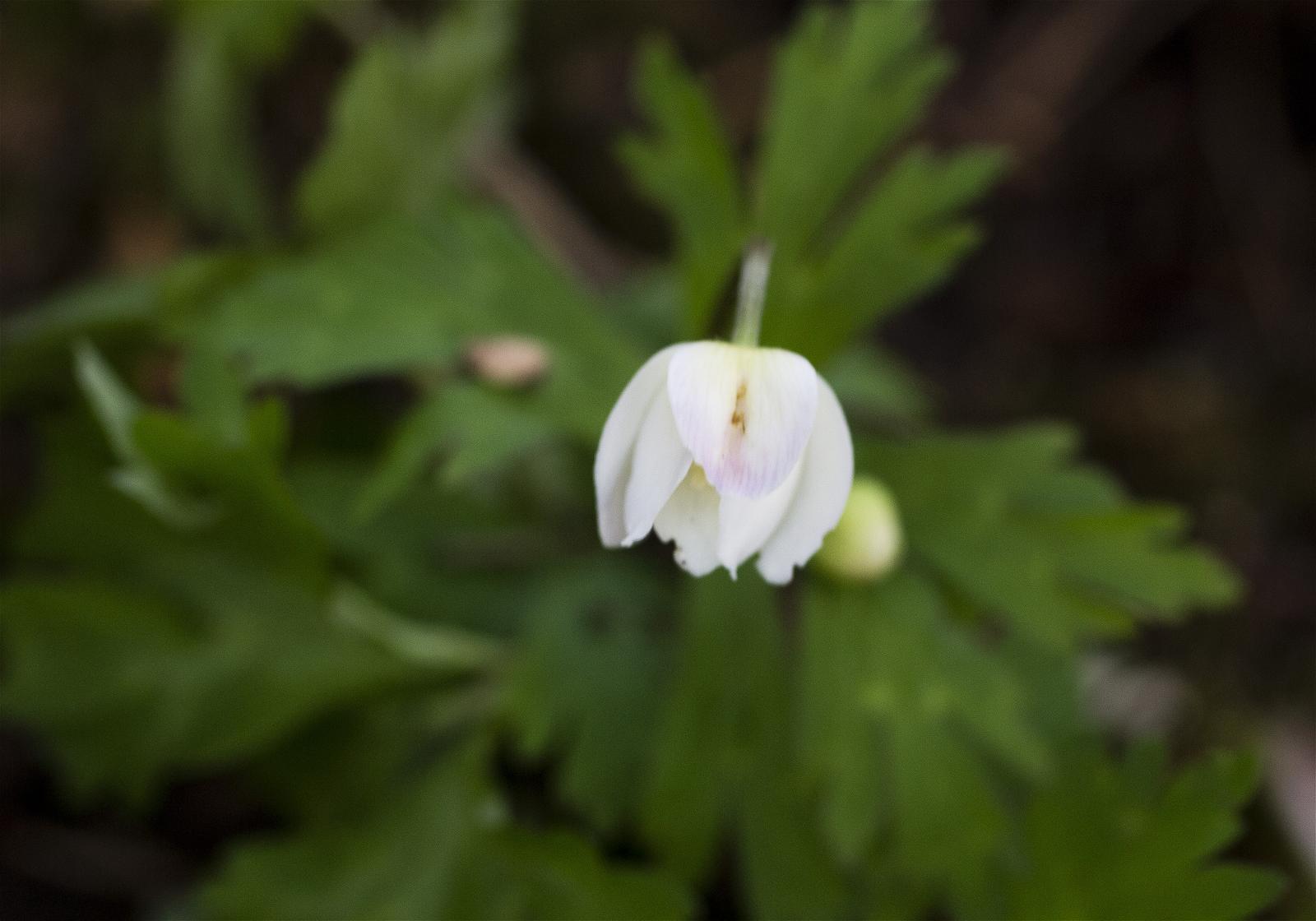 Anemone flaccida(�˥�󥽥�)�β���