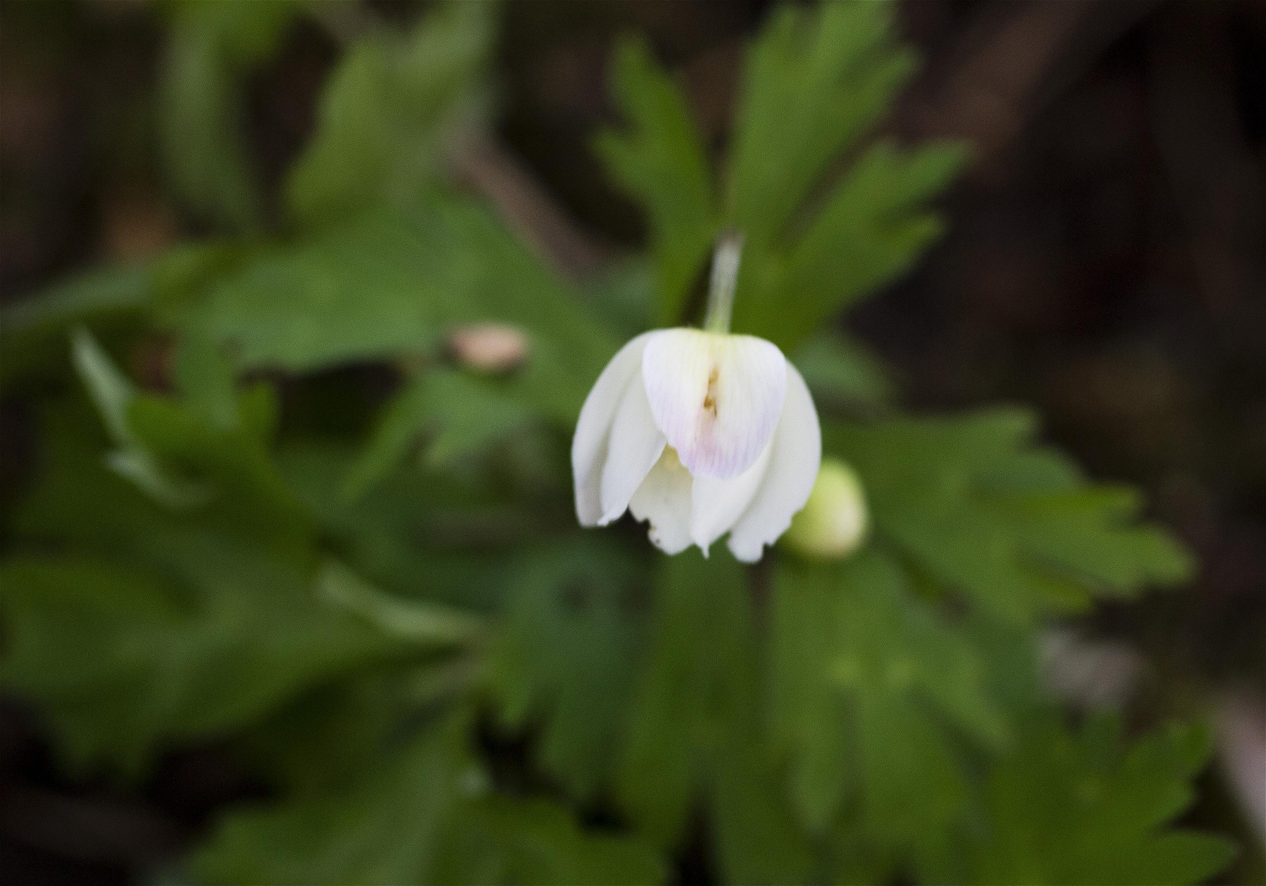 Anemone flaccida(�˥�󥽥�)�β���