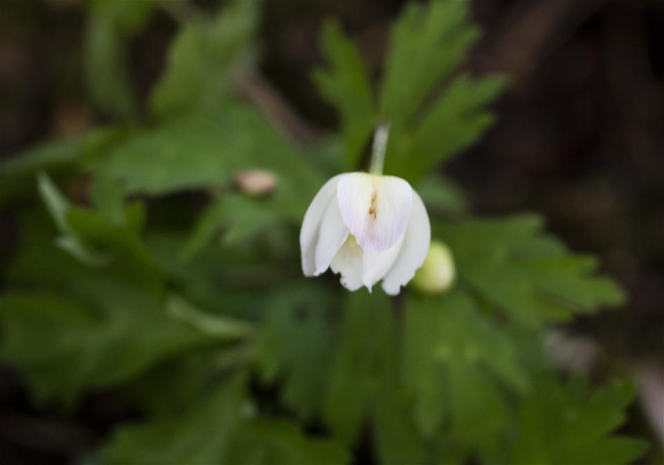 Anemone flaccida(�˥�󥽥�)�β���