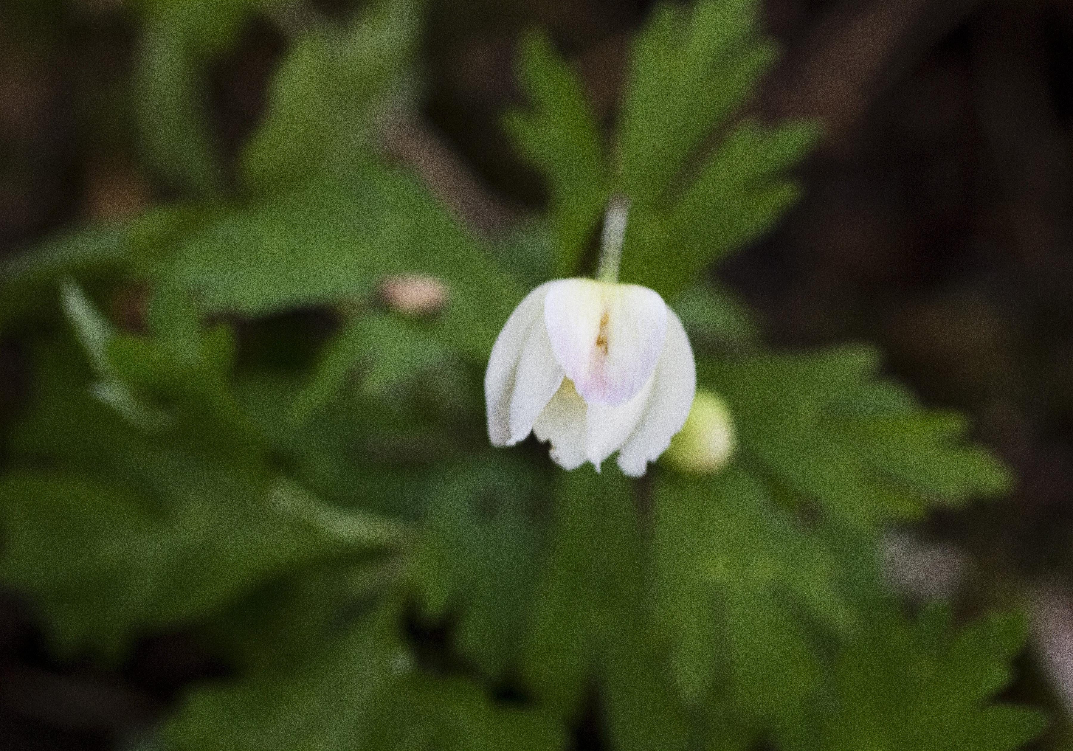 Anemone flaccida(�˥�󥽥�)�β���