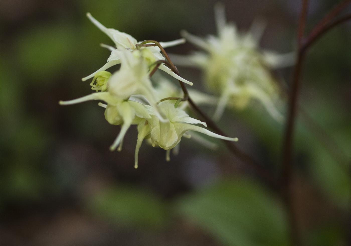 Epimedium koreanum(���Хʥ����꥽��)�β���