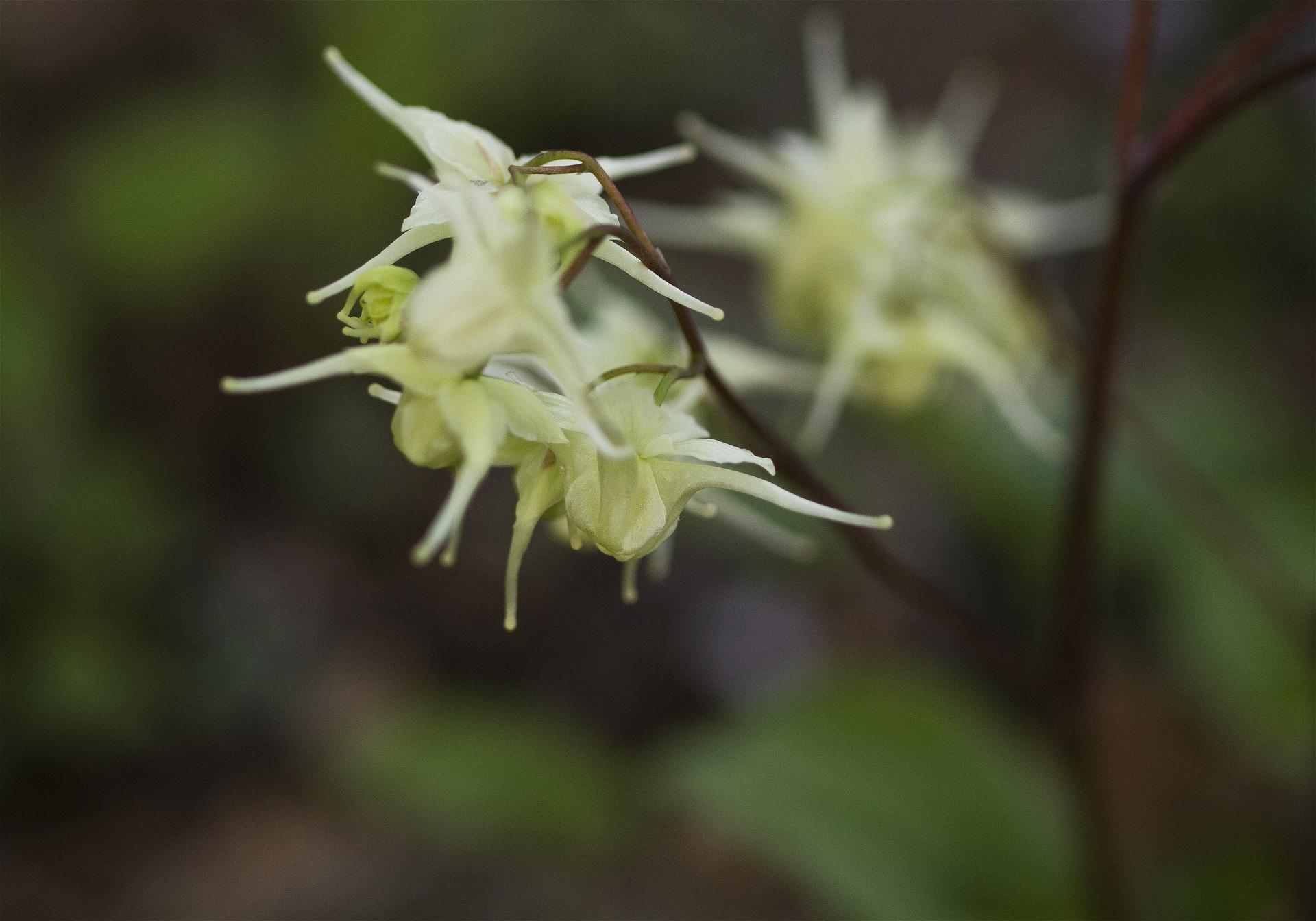 Epimedium koreanum(���Хʥ����꥽��)�β���