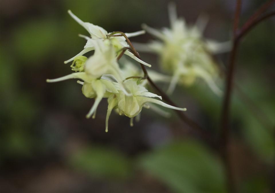 Epimedium koreanum(���Хʥ����꥽��)�β���