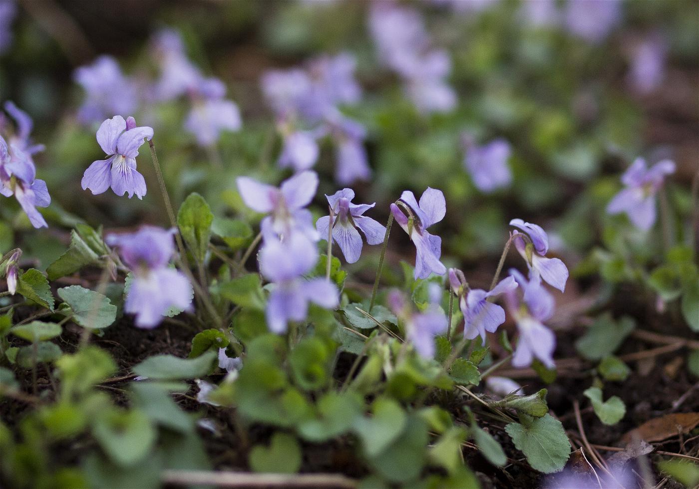 Viola grypoceras(�����ĥܥ��ߥ�)�β���