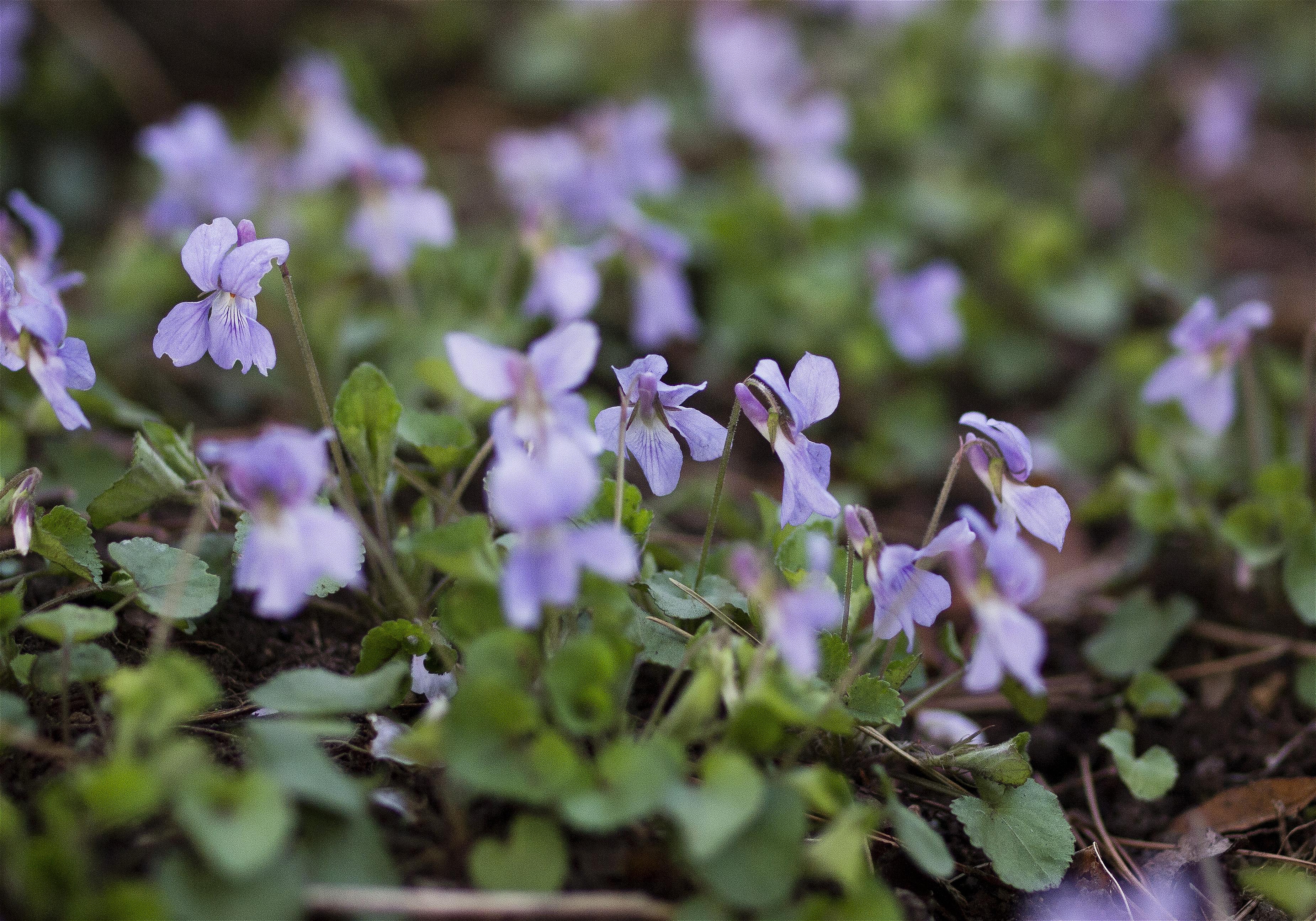 Viola grypoceras(�����ĥܥ��ߥ�)�β���